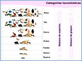 taxonomia